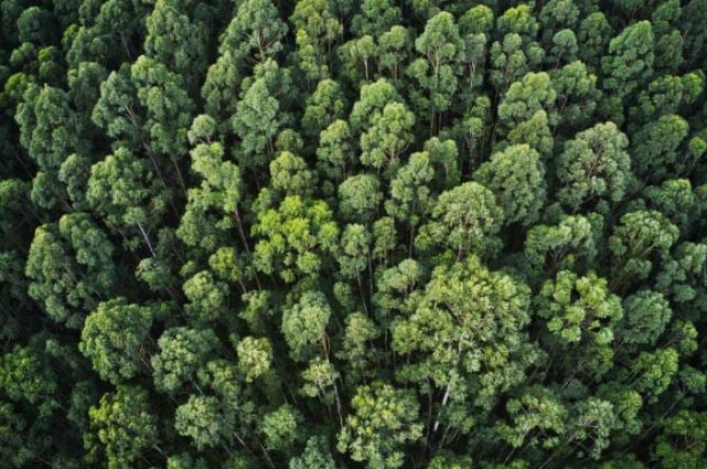 SCREENSHOT overhead aerial shot thick forest with beautiful trees greenery